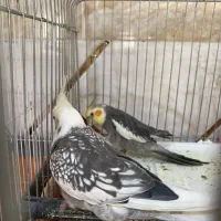 عروس هلندی|پرنده|بشاریات, |دیوار