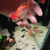 گلدفیش|ماهی|ری, حمزه‌آباد|دیوار