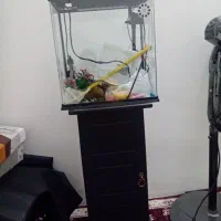 آکواریوم کمدی شرکتی