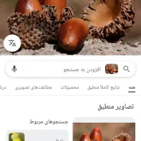بلوط