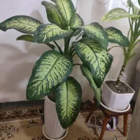 گل دیفن بسیار زیبا و سرحال|گل و گیاه طبیعی|خنداب, |دیوار