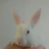 بچه خرگوش