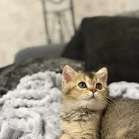 گربه بریتیش با تمام وسایل درجه یک 25 میلیون