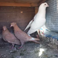 ۳عدد گرفتن|پرنده|شیراز, کوشک میدان|دیوار