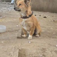 سگ پاکوتاه