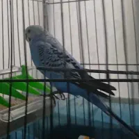 مرغ عشق نر درشت