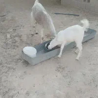 بز ماده با بزغاله|حیوانات مزرعه|رامشیر, |دیوار