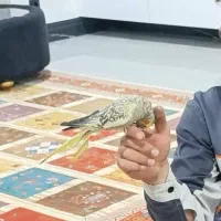 جوجه‌ سرلاکی عروس هلندی