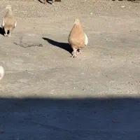 کبوتر سینه ای|پرنده|کرباسک, |دیوار