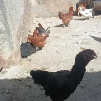 مرغ