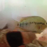 ماهی فلاور و افرا