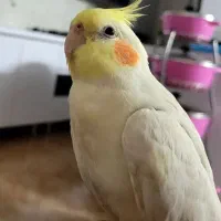 عروس هلندی لوتینو ماده گمشده