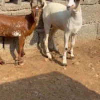 ماده کوچک و بزرگ|حیوانات مزرعه|نائین, |دیوار