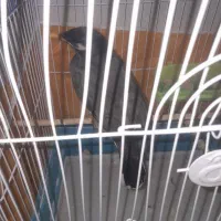 مینادستی|پرنده|تربت‌حیدریه, پائین ولایت|دیوار