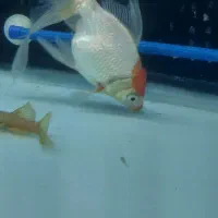 ماهی رد کاپ|ماهی|مرند, |دیوار