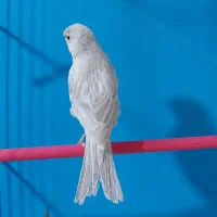 قناری سیلور نقره ای|پرنده|لاهیجان, لیالستان|دیوار