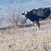 گاوخشک خوراک۱۱۵۰۰۰۰۰۰