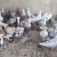 کبوتر