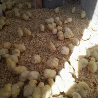 جوجه گوشتی|حیوانات مزرعه|شیروان (خراسان), |دیوار