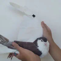 کبوتر رنگی یک جفت ساده اس