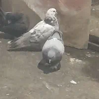 کبوتر تر کیه ای|پرنده|بروجن, |دیوار