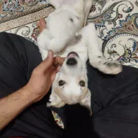 توله سگ اشپیتز دو نیم ماهه رایگان ب شرط