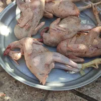 مرغ و غاز و اردک|حیوانات مزرعه|رستمآباد, |دیوار