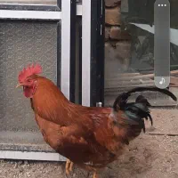 خروس سالم کاملا سرحال