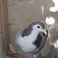 فروشی|پرنده|رشتخوار, |دیوار