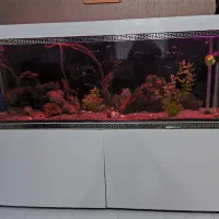 فروش آکواریوم ۲ متری با لوازم و ماهی زینتی|ماهی|رباط‌کریم, مسکن مهر آبشناسان|دیوار