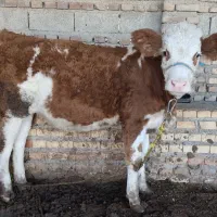 گوساله ماده