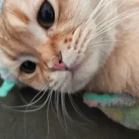 اسکاتیش گلد|گربه|اسلامشهر, شهرک توحید|دیوار