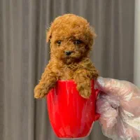 سگ توله پودل تاینی پودل دارک رد ۸۰ روز|سگ|تهران, ایوانک|دیوار