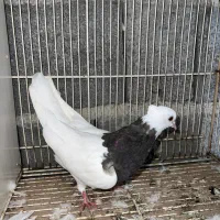 طوقی سرکه ای ماده