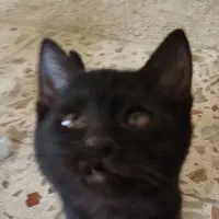 بچه گربه واگذاری به شرط تمکن مالی|گربه|یاسوج, |دیوار