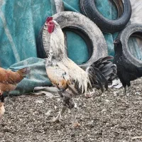خروس لاری|حیوانات مزرعه|شیراز, کفترک|دیوار