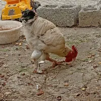 مرغ و خروس و جوجه