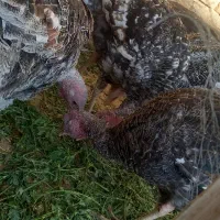 بوقلمون محلی