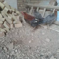 ج لاری|حیوانات مزرعه|کنگاور, |دیوار