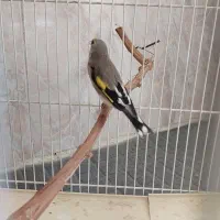 سهره سال دورگ ورسمی|پرنده|اصفهان, عمان سامانی|دیوار