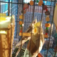 عروس هلندی، قابل معاوضه ...