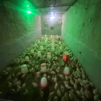 بوقلمون خنجی(بیوتی سنگین وزن)
