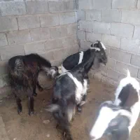 فروش گوسفند