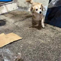 اشپیتس تریر