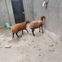بره