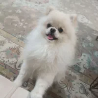 سگ پامر خرسی|سگ|پرند, فاز ۵|دیوار