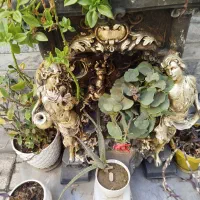 فروش تعدادی گل طبیعی با آب نما