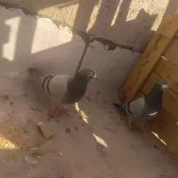 جفت پلاکی تضمین همه چیز جهت معاوضه