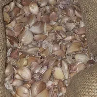فروش سیر شاهین دژ بمقدار ۷۴ کیلو