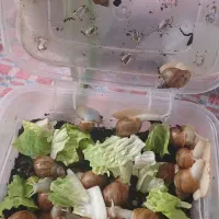 حلزون پرورشی|خزنده|قزوین, |دیوار